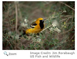 Hooded Oriole