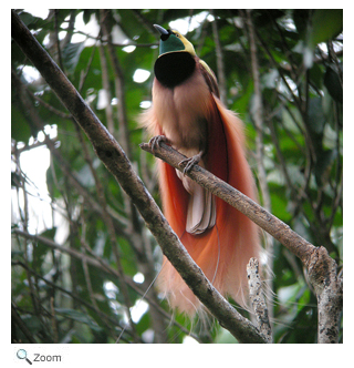 Raggiana Bird-of-Paradise