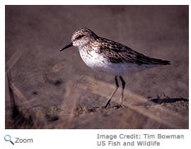 semipalmated sandpiper