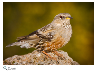 Alpine Accentor