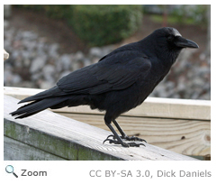 American Crow