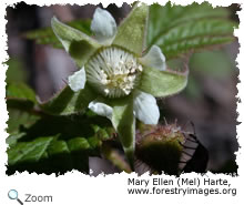 american red raspberry