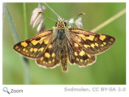 Arctic skipper