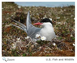 Arctic Tern