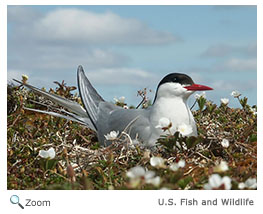 Arctic Tern