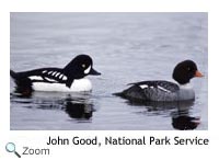 Barrows Goldeneye