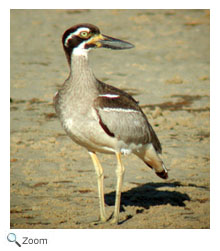 Beach Thick-knee