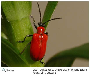 Lily Beetle