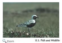 Black bellied plover