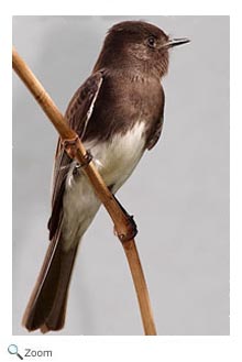 Black Phoebe