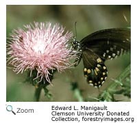 black swallowtail