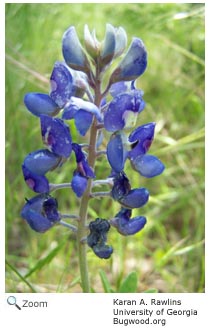 Blue bonnet