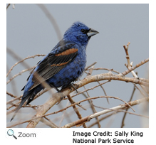 blue grosbeak