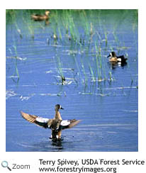 blue-winged teal