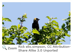 Bobolink