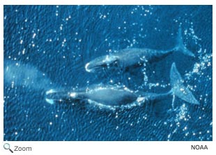 Bowhead Whale