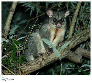 Brushtail Possum