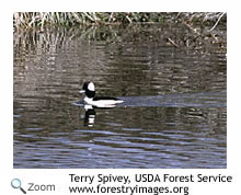 Bufflehead