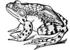 bullfrog