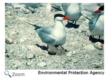 Caspian tern