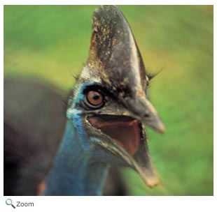 Cassowary