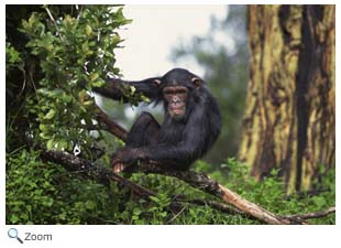 Chimpanzee