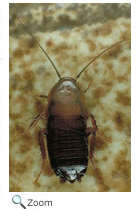 Cockroach