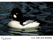 Commongoldeneye