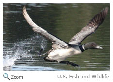 Common Loon