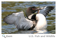 Common Loon