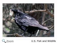 Common Raven