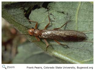 Common Stonefly