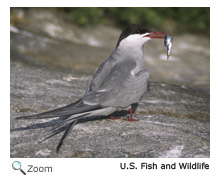 Common Tern