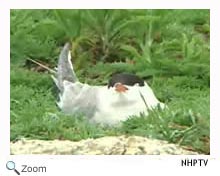 Common Tern