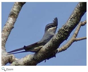 Crested Treeswift