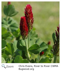 Crimson Clover