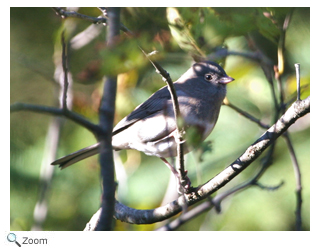 darkeyed junco