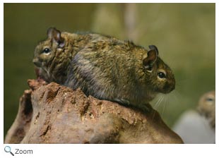 Degus