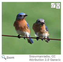 Eastern Bluebird