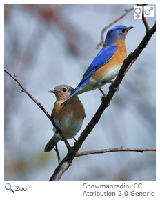 Eastern Bluebird