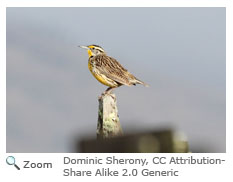 Eastern Meadowlark