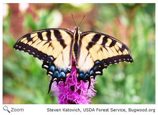 Eastern Tiger Swallowtail