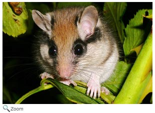 Garden Dormouse