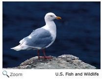 Glaucous Gull