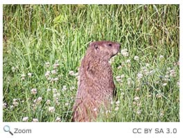 Groundhog