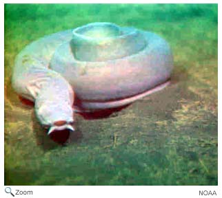 Hagfish