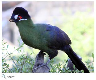 Hartlaub's turaco