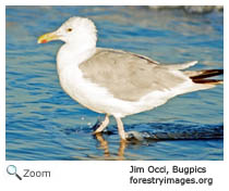 American herring gull