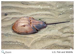 Horseshoe Crab