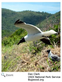 Laughing Gull